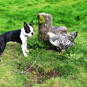 It's a standoff.  Our Boston Terrier Lily, and our Silver Laced Wyandotte, Violet.