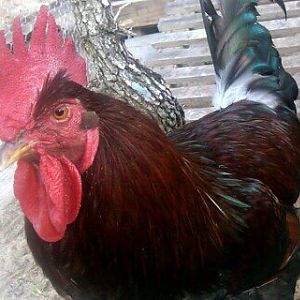 This is Pancho