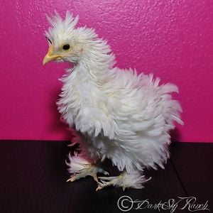 Our Frizzle Cochin x Silkie Cross, @7 weeks