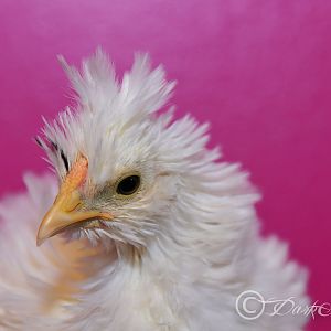 Our Frizzle Cochin x Silkie Cross , @7 weeks