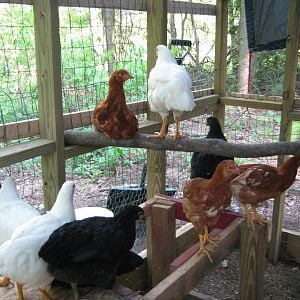 After a long day outside with us in the yard, the pullets hanging out in the back pen.
