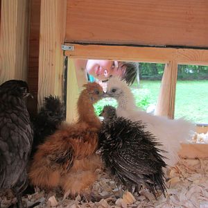 Benjamin peaking in from the nesting box lid