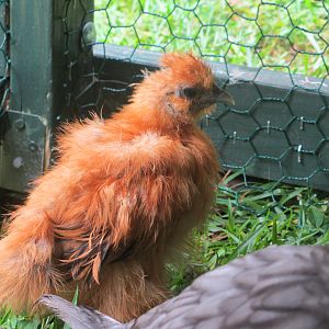 Sassy, a buff Silkie chick