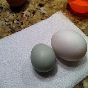 First egg! the little green one, laid by Juniper on 5-12-12
We were so surprised, as she was only seventeen weeks old, possibly eighteen.