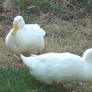 our pekin ducks