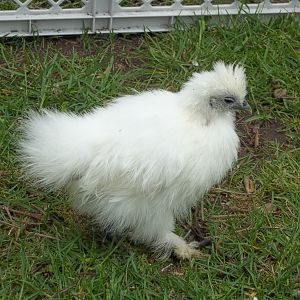 Silkie