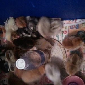 chickities