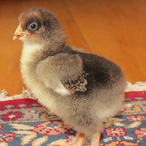 Princess Jasmine at 2 weeks - Partridge Cochin
