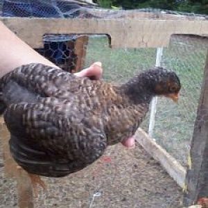 Edwina