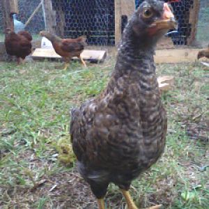 Edwina