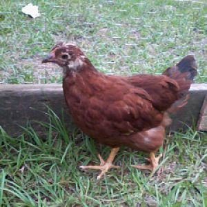 Ginger