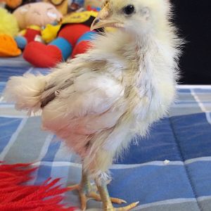 16 days old splash marans "Alice"