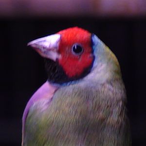 One of my indoor birds a Lady Gouldian Male his name is Kiwi