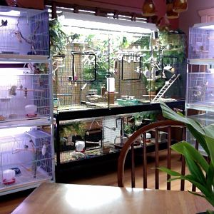 My indoor aviary and cages filled with canaries, owl finches, society finches, orange cheek waxbills, Gouldians, Cordon Bleu finches etc.......