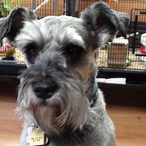 This is Archie one of my Schnauzers