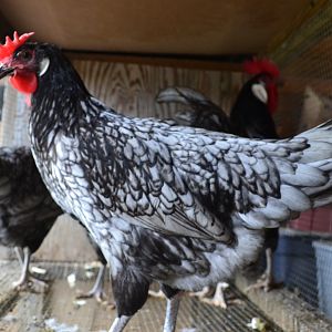 Blue Andalusian Hens