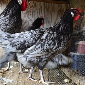 Blue Andalusian Hens