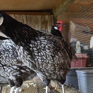 Blue Andalusian Hens