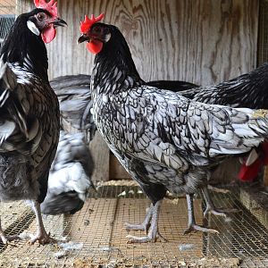 Blue Andalusian Hens
