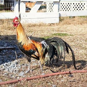 Young Golden Phoenix Cockeral - 27in tail at 8 months.