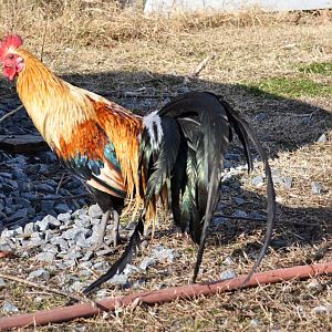 Young Golden Phoenix Cockeral - 27in tail at 8 months.
