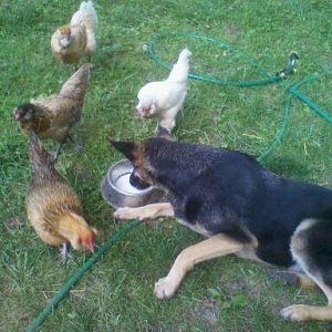 Don't try this at home!  As you can see it only takes 4 EE'r chickens to shuv a "respectful German Shepherd "  off her dinner of carrots, peas, homemade Kefir milk, venison, beef and a raw chicken leg quarter.  
Oh, and she did kill a chicken about 1 1/2 years ago.  She new she could put a rottwielers head in her mouth and it would be fine.  She found out real quick, if you do that to a chicken their head pops off.  She was mortified.  She is now 3.......  she has not removed any more heads.   :)