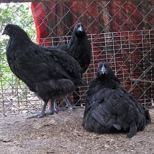 These are the Australorps that I got from tigercreek.  They hail from Bruce Sherman and Superior Farms.  They are 2 months old.  I hope they are pullets so my sweet rooster can have his own girls.
