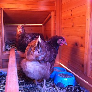 The hen's loving life :)