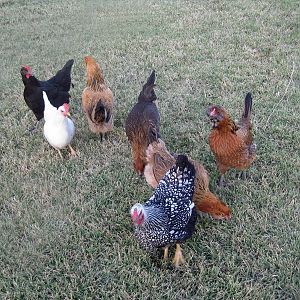 Four Easter Eggers, a black copper marans, a white leghorn, and a silver laced wyandotte.