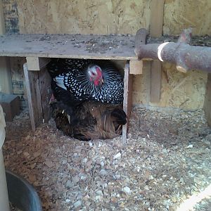 fight over a nest box