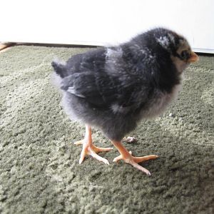 silver laced wyandotte chick