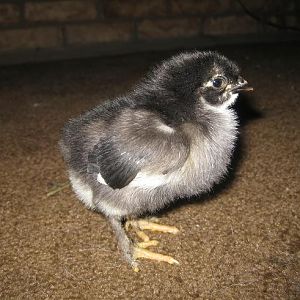 black copper marans cockeral, 5 days old