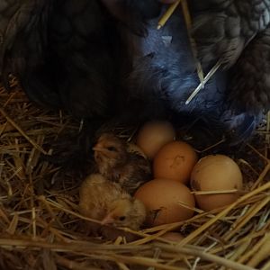 May 15m 2012 10AM  two & counting!   So exciting!