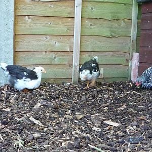 all 3 two leghorn hens and one wyandotte black and white!