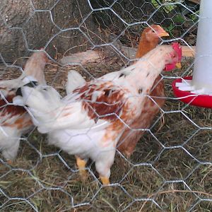 IMAG0516.jpg

The one in front (with the bigger comb) is who I suspect to be a cockerel. But his body and coloration is almost identical to another; its just his comb color/size that makes me wonder.