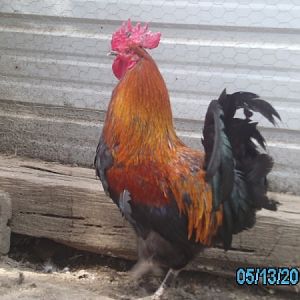 French Black Copper Marans Roster
