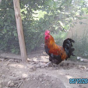 French Black Copper Marans2