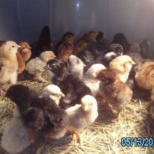 Hatch of Chicks