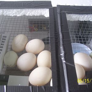 Duck eggs in my homemade incubator.