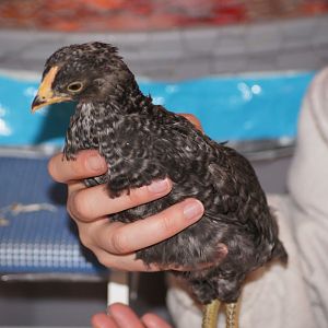 Here is Henrietta, my dominique
she is one week older than the others
but not sure she will hold her place as 
top of the pecking order
she was skittish, but now is getting bold
and friendly when i come to see her