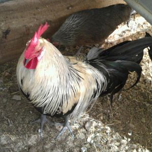 Little Fr Silver DUckwing Phoenix Bantam