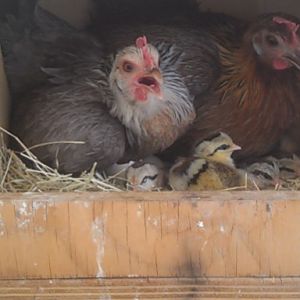 Baby Phoenix Bantams Hatched in nest! April 2012
