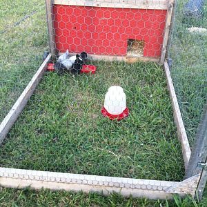 chicken tractor