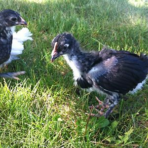 black copper marans 5 weeks old