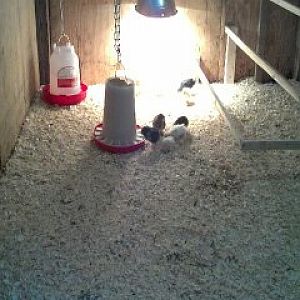 My barn has always been used for the horses, how ever now that we have the in and outs for them the barn was getting little or no use. So I put life back into it with a mix of 10 little peeps. This will be a safe and warm place from the cold and Predators. They will grow to be free range Chickens.