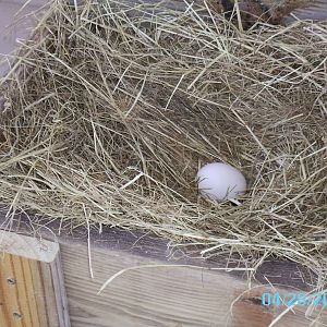 one of our first eggs