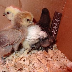 Silkie Chix...Nugget, Noodle and Scott~