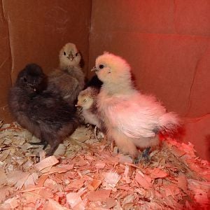 The Silkies look so much bigger than the New lil Chix......