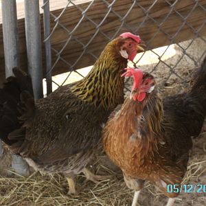 Henrietta and Baldy - light brown Leghorns