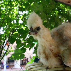 Strudel silkie roo 3 months